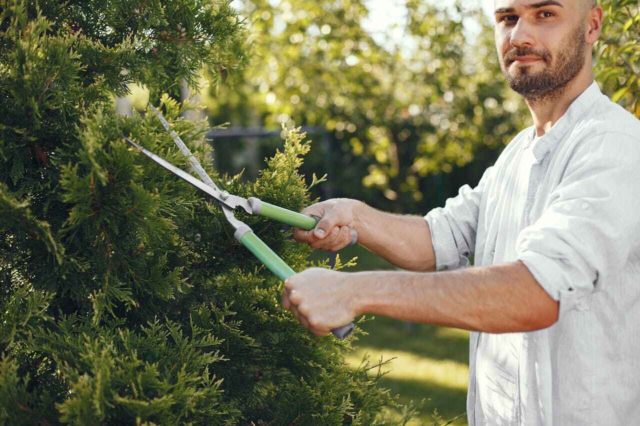 Tree Health Inspection in Gambrills, MD